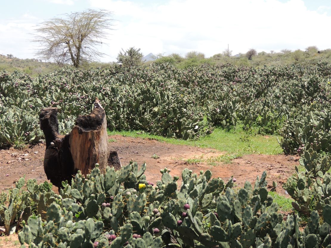 In some areas, the cactus is so dense it prevents people's access to their rangeland.