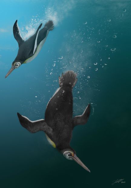 Newly discovered penguin species Kupoupou stilwelli lived after the dinosaurs went extinct and acts as a missing link between giant extinct penguins and the modern penguins in Antarctica today.