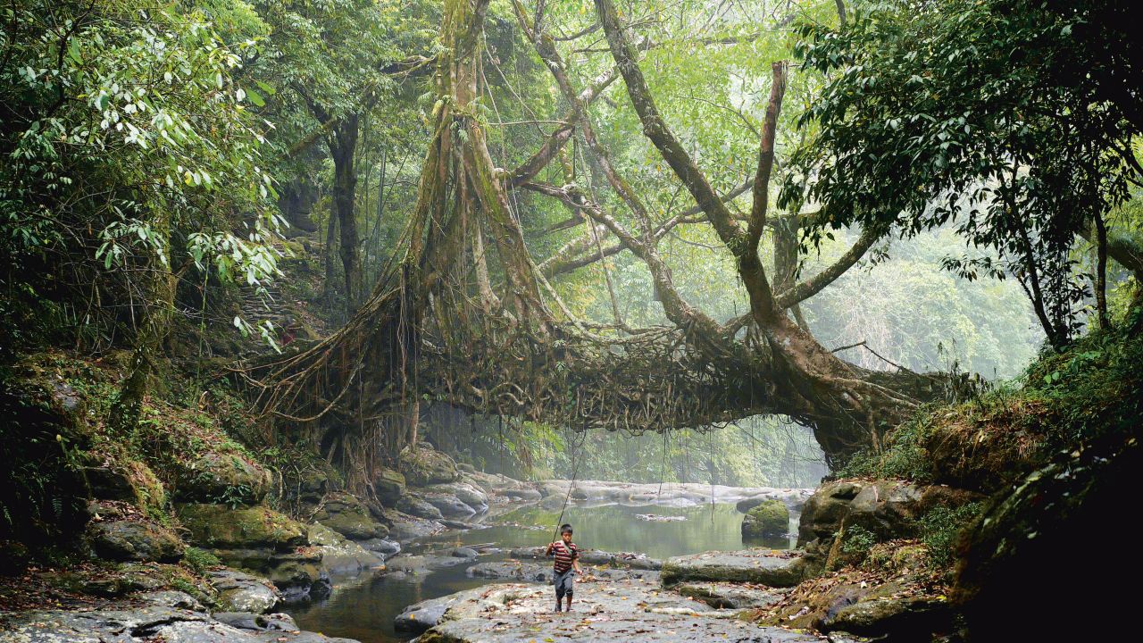 A young fisherman walks under a living root bridge at Mawlynnong village, India. In the relentless damp of Meghalaya's jungles the Khasi people have used the trainable roots of rubber trees to grow Jingkieng Dieng Jri living root bridges over rivers for centuries.