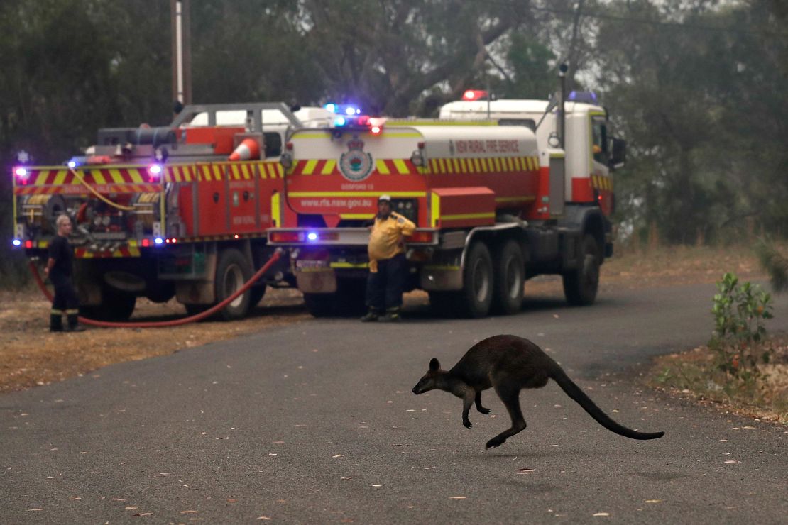 A wallaby hops across a road to flee a fire near Mangrove Mountain, north of Sydney, on Tuesday.
