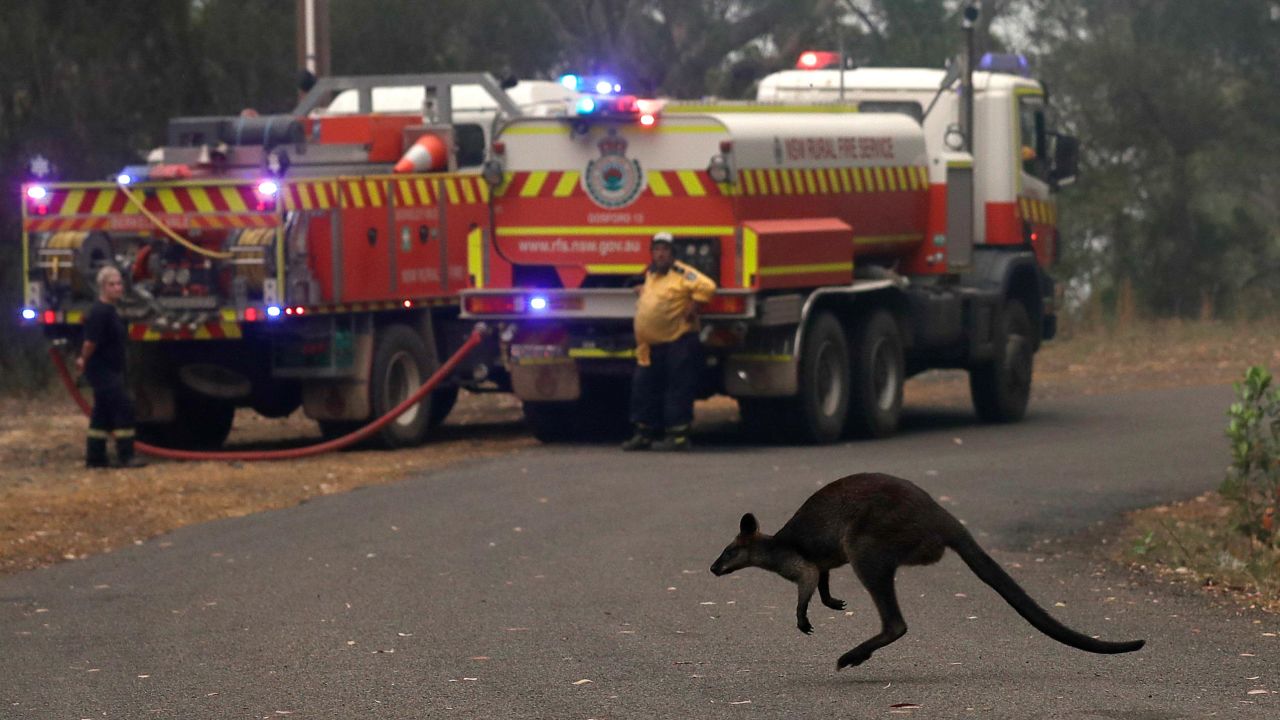 A wallaby hops across a road to flee a fire near Mangrove Mountain, north of Sydney, on Tuesday.