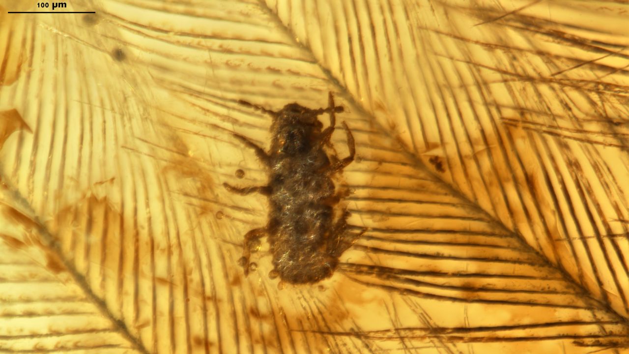 A lice-like insect was trapped in amber crawling and munching on a dinosaur feather.