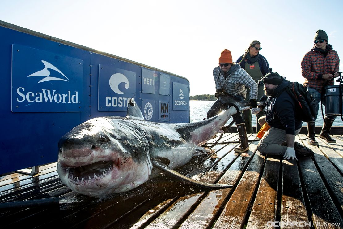 Ironbound the shark during an OCEARCH research expedition