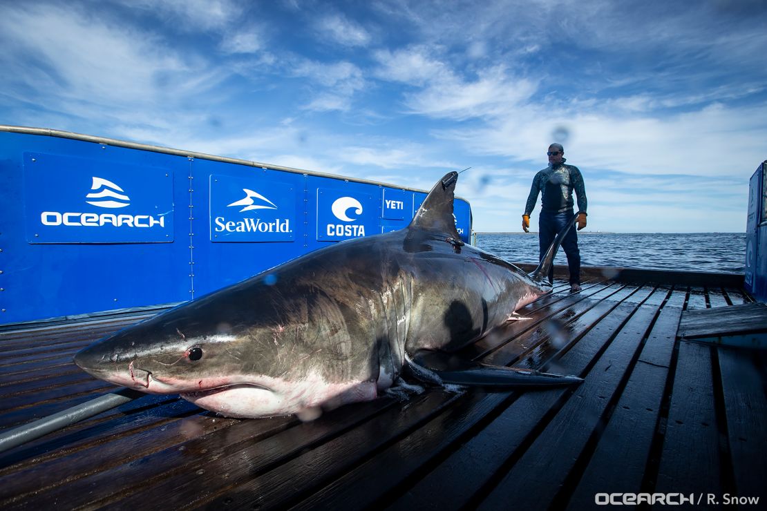 Unama'ki is a mature adult female shark. She's just one massive great white spotted in recent days.