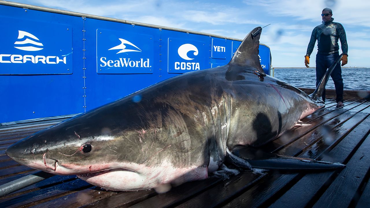 A shark-tracking app showed 6 great whites off Florida's coast. Experts ...