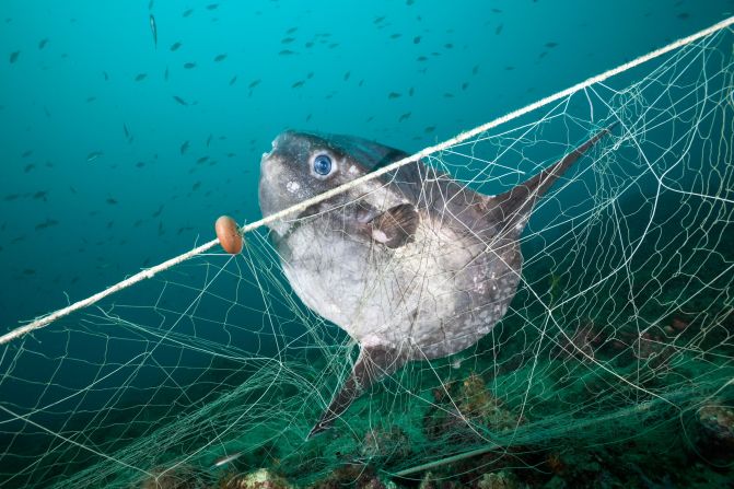This sunfish has got trapped in a ghost fishing net, off the coast of Spain's Costa Brava. According to <a href="index.php?page=&url=https%3A%2F%2Fwww.greenpeace.org%2Finternational%2Fpublication%2F25438%2Fghost-gear%2F" target="_blank" target="_blank">Greenpeace</a>, an estimated 640,000 tonnes of fishing gear is dumped or lost in the ocean every year, making up a significant proportion of all marine plastic waste. The nets can carry on fishing for hundreds of years, killing fish, whales, dolphins, turtles and seabirds. 