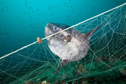 This sunfish has got trapped in a ghost fishing net, off the coast of Spain's Costa Brava. According to <a href="https://www.greenpeace.org/international/publication/25438/ghost-gear/" target="_blank" target="_blank">Greenpeace</a>, an estimated 640,000 tonnes of fishing gear is dumped or lost in the ocean every year, making up a significant proportion of all marine plastic waste. The nets can carry on fishing for hundreds of years, killing fish, whales, dolphins, turtles and seabirds. 