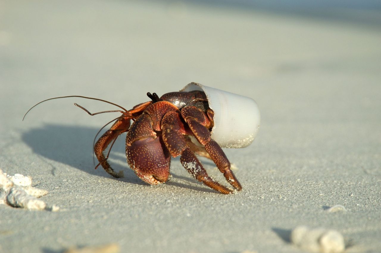 This hermit crab in the Maldives has mistaken a plastic cup for a suitable home.