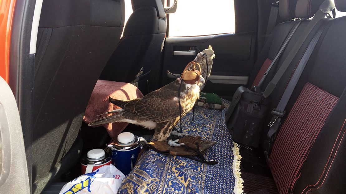Falcons in transit.