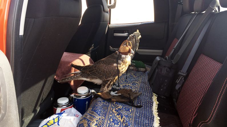 <strong>Birds in the back:</strong> While many from the Emirates or Saudi Arabia come with their own falcons and in their own 4x4s, there is a garage on site housing classic Land Rovers and Toyota Land Cruisers from the 1950s and '60s.