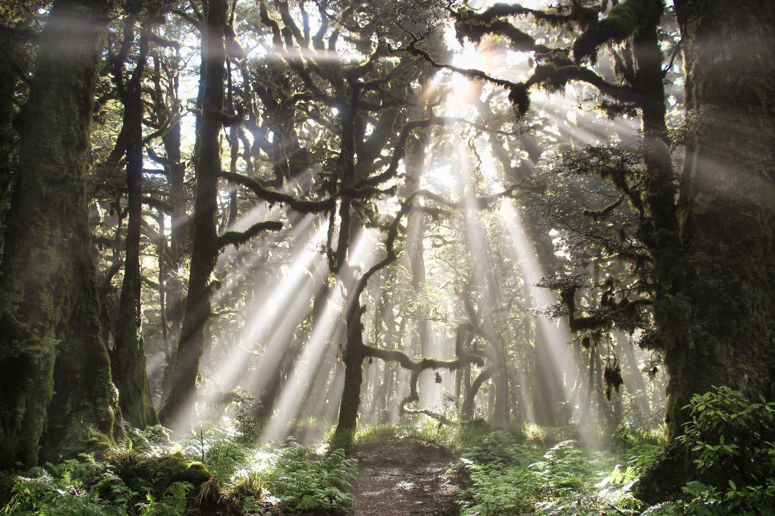 Lake Waikaremoana boasts the largest protected tract of native forest in the North Island.