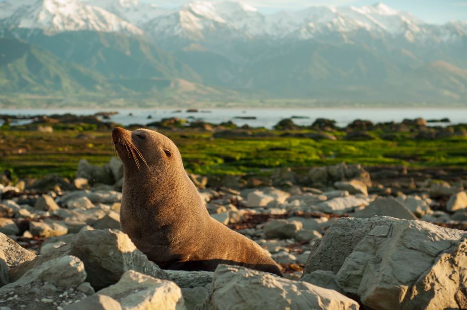 <strong>Kaikoura: </strong>Thanks to a 3 km (two-mile) deep sea trench running along its coastline, Kaikoura's one of the few places in the world where sperm whales can be seen year-round.