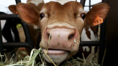 ESCALON, CA - JUNE 02: A cow eats hay at the Faria Dairy Farm June 2, 2009 in Escalon, California. As milk prices continue to plummet due to a weakening international and national demand, dairy farmers across the U.S. are struggling to turn a profit prompting many to sell off their cattle for slaughter and turn fields into corn crops. Within the past year, milk went from $17 per one hundred pounds down to $10 per hundred pounds. Most dairy farmers need to make at least $15 per hundred pounds to break even. (Photo by Justin Sullivan/Getty Images)