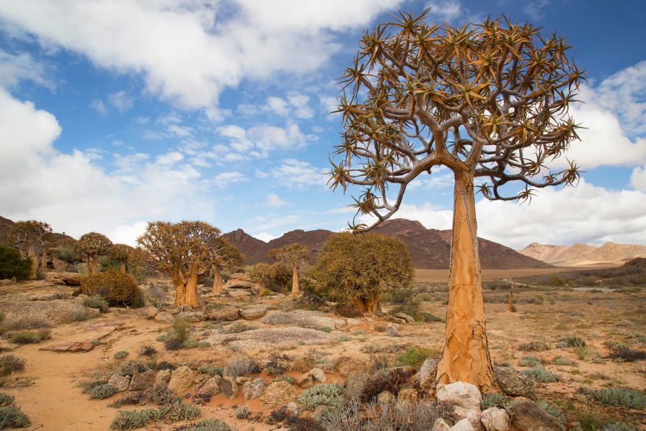 Filled with wildlife, the Succulent Karoo is the most biodiverse arid desert on the planet. Pictured, the quiver tree or "kokerboom," which grows here.