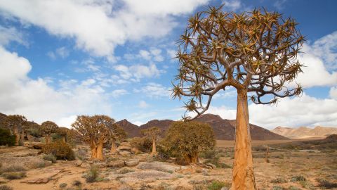 quiver tree or kokerboom forest, Aloidendron dichotomum, in the typical desolate rocky desert landscape of the Karoo region and Nothern cape