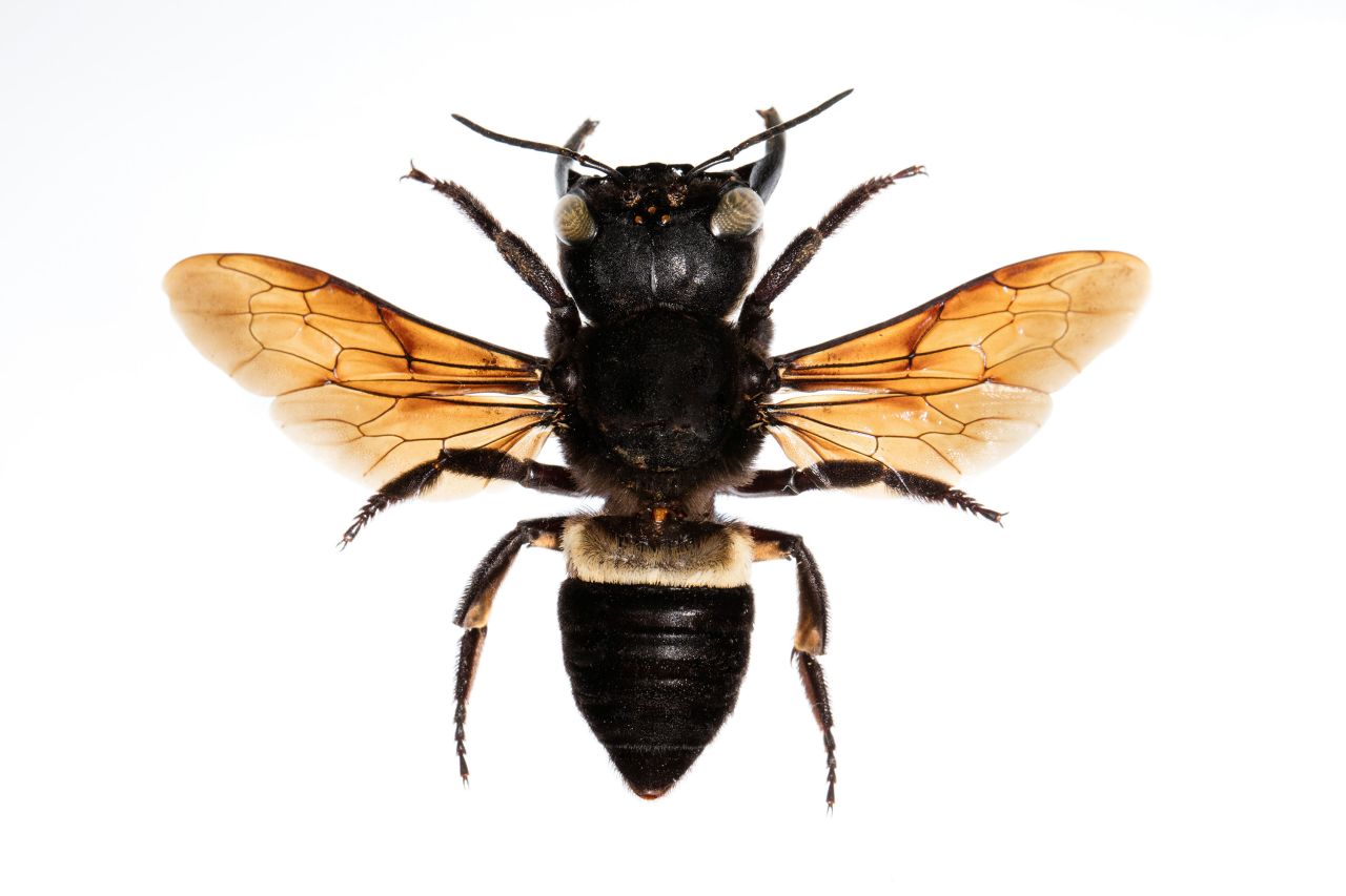 The world's largest bee, with a 2.5 inch wingspan, Wallace's giant bee lives on a small group of islands in Indonesia called the North Moluccas. It was feared extinct, having not been seen since 1981, but in January 2019 a team of conservationists found a single female bee, renewing hope for the species' future. 