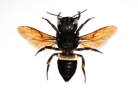 The world's largest bee, with a 2.5 inch wingspan, Wallace's giant bee lives on a small group of islands in Indonesia called the North Moluccas. It was feared extinct, having not been seen since 1981, but in January 2019 a team of conservationists found a single female bee, renewing hope for the species' future. 