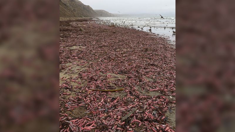 Penis fish wash up by the thousands on a California beach photo