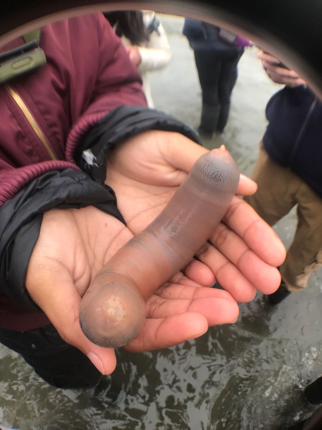 File photo of penis fish found on a beach in Bodega Bay, California