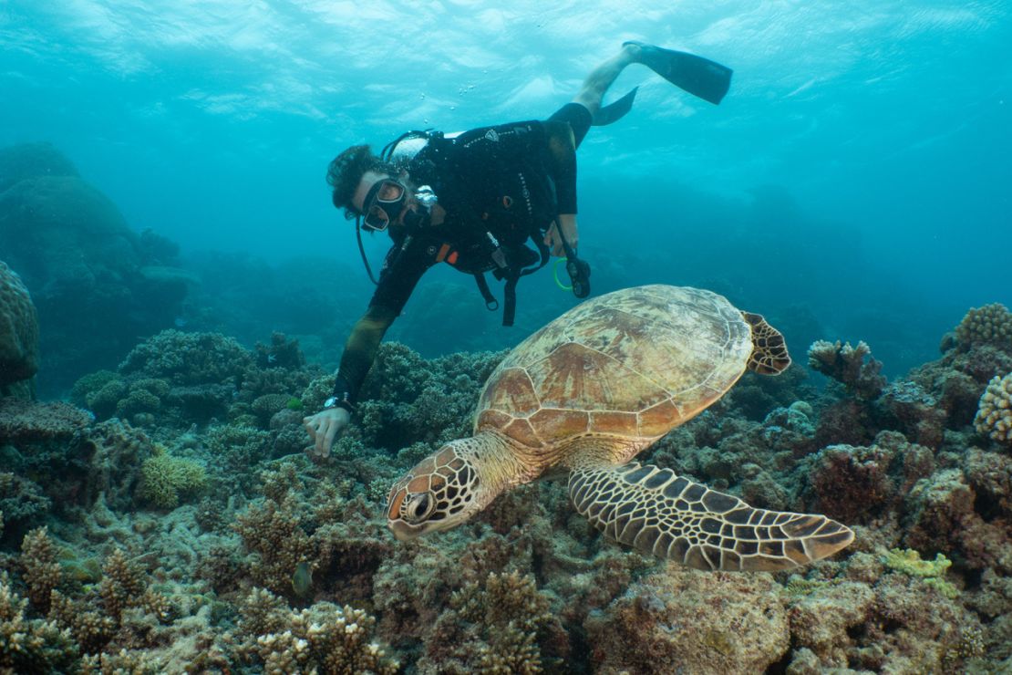 David de Rothschild gets up close to a turtle on the Great Barrier Reef, June 2019.