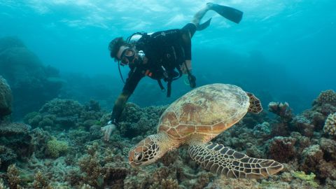 David de Rothschild gets up close to a turtle on the Great Barrier Reef, June 2019.