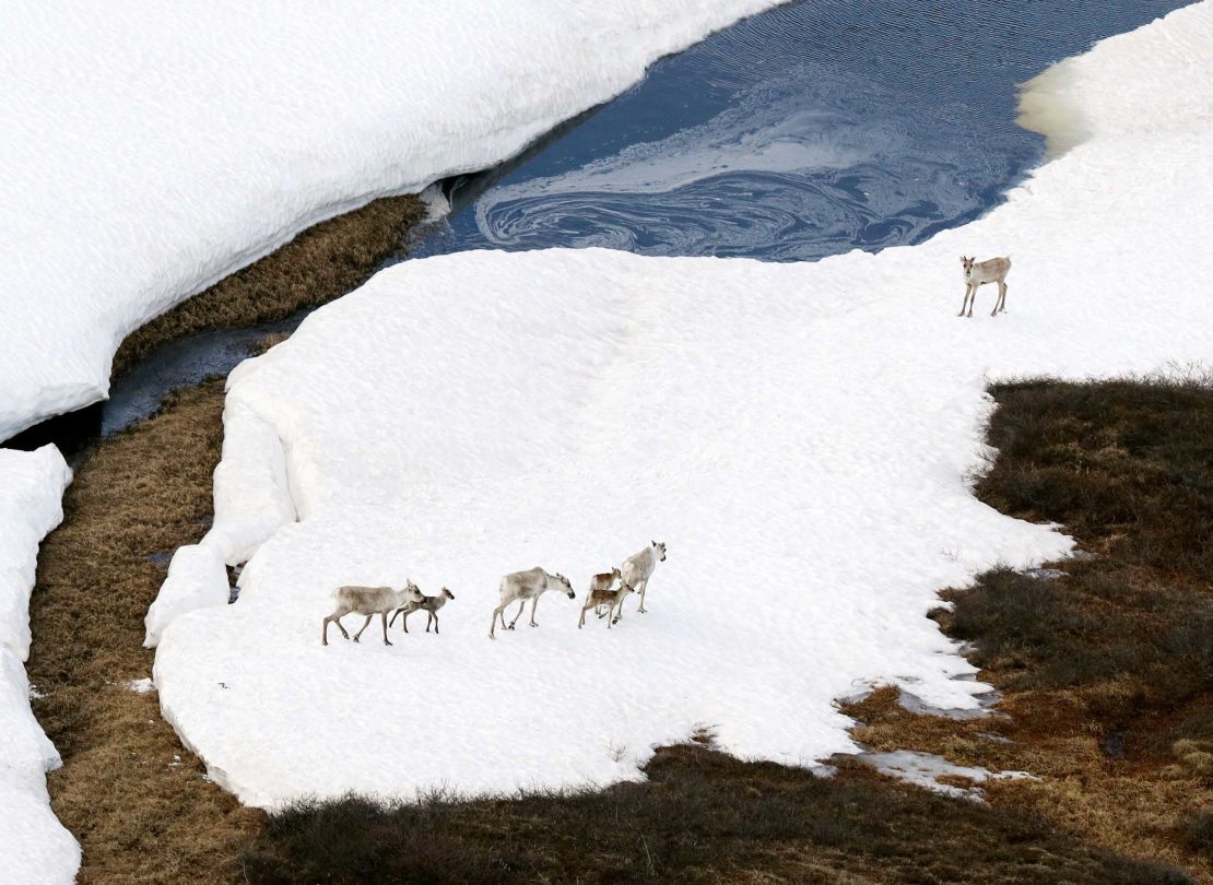 Caribous are seen at the Arctic National Wildlife Refuge in Alaska.