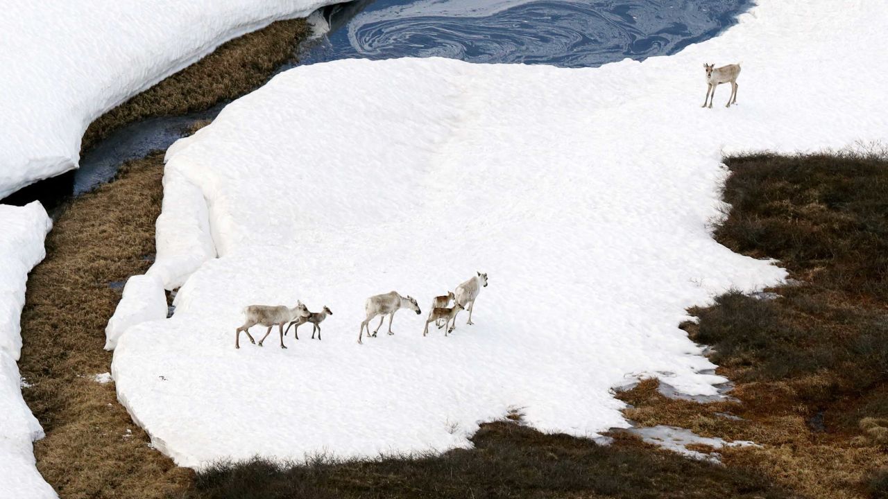 Caribous are seen at the Arctic National Wildlife Refuge in Alaska.