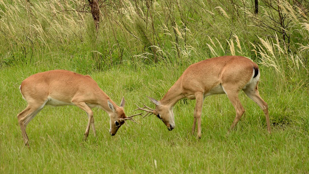 <strong>South American deer:</strong> Once abundant, it is estimated that only 2,000 pampas deer remain in Argentina, many within Iberá.