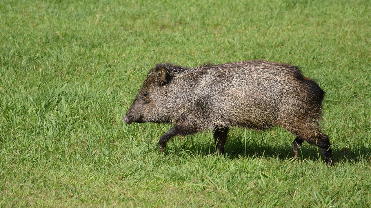 <strong>Wild hogs</strong>: The collared peccary, also called the musk hog, is one of several species that have been reintroduced into the wild in Iberá.
