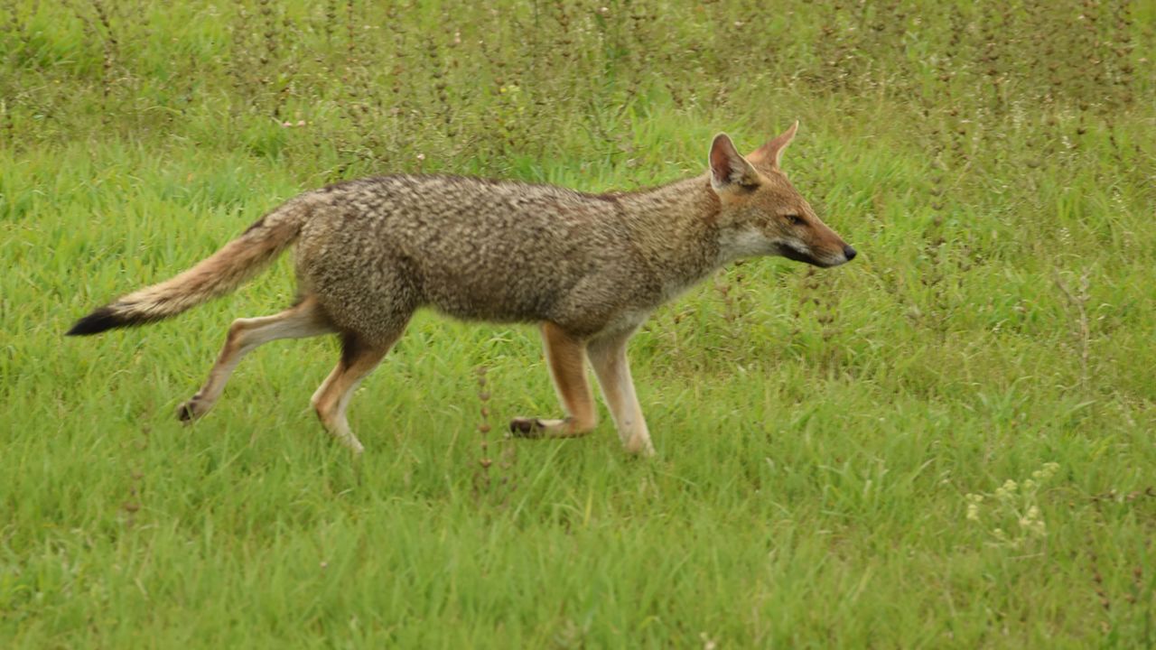 <strong>Wildlife watching:</strong> Foxes are a common sight in the wetlands, particularly near Rincón del Socorro.