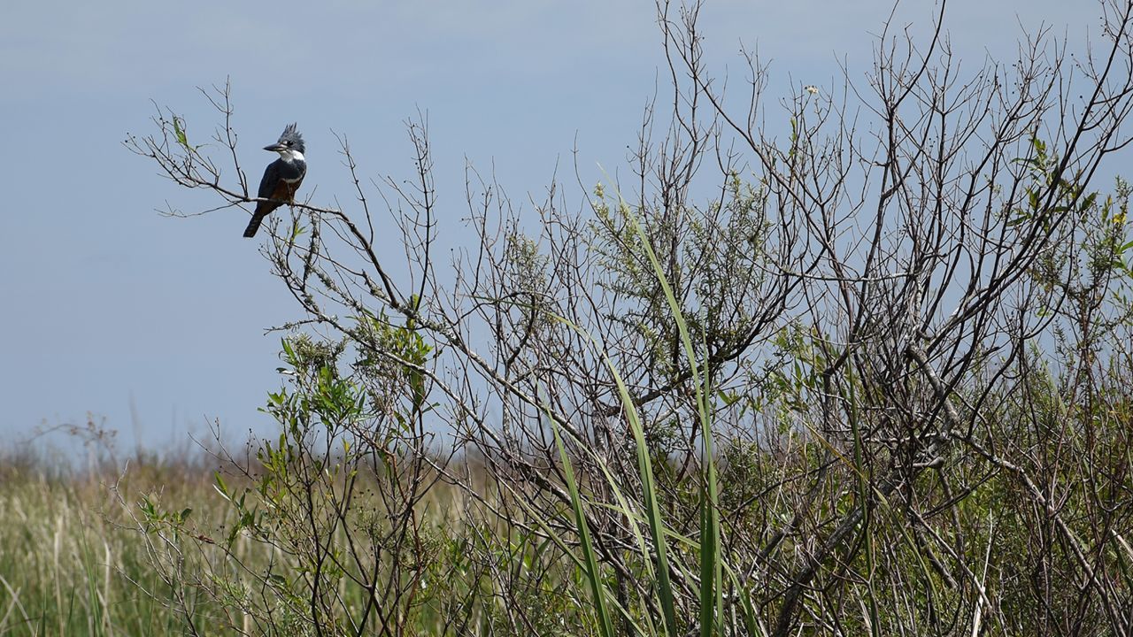 <strong>Spotting birds:</strong> A kingfisher sits on a branch overlooking the Iberá Lagoon.