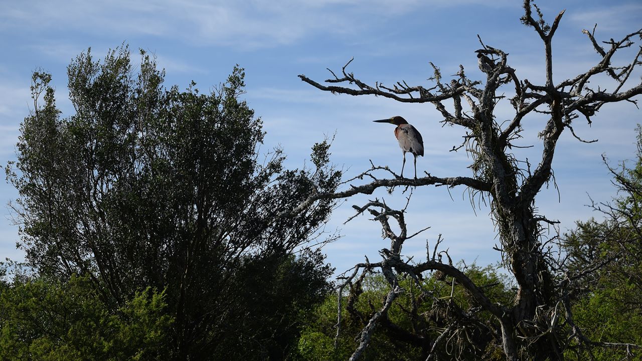 <strong>Birdwatching paradise:</strong> Some 350 species of birds call the wetlands home, making it a top birdwatching destination.