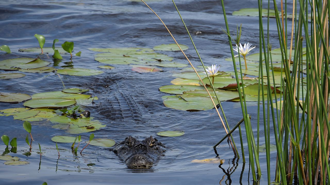 <strong>Aquatic reptiles: </strong>Caiman were once hunted for their pelts but are once again thriving in Iberá.