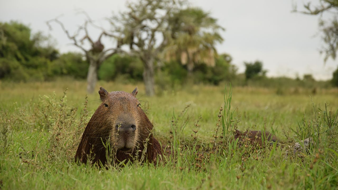 <strong>World's largest rodent:</strong> Other residents include the capybara, the world's largest rodent and a favorite prey of jaguars. There is a healthy population within the wetlands.