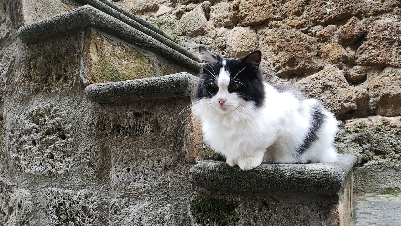 There are more cats than humans in Civita