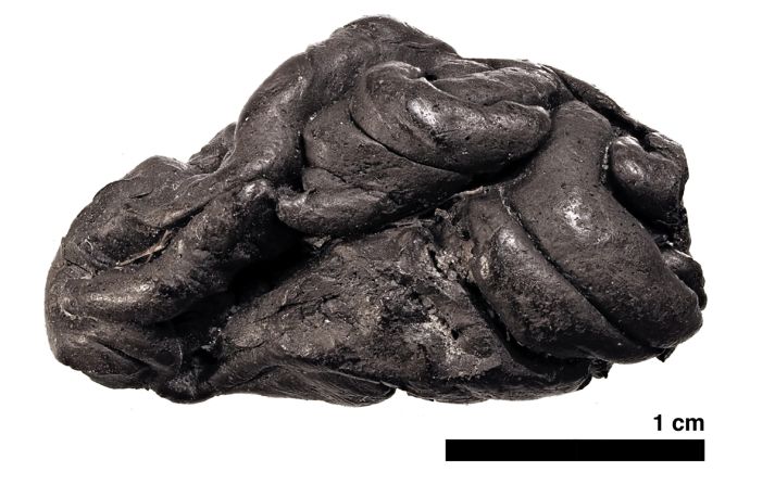 <strong>Stone Age chewing gum: </strong>This piece of birch pitch was chewed by a girl who lived 5,700 years ago in what's now Denmark. Geneticists were able to sequence her genome and oral microbiome from the substance. It was the first time human genetic material had successfully been extracted from something besides human bones.