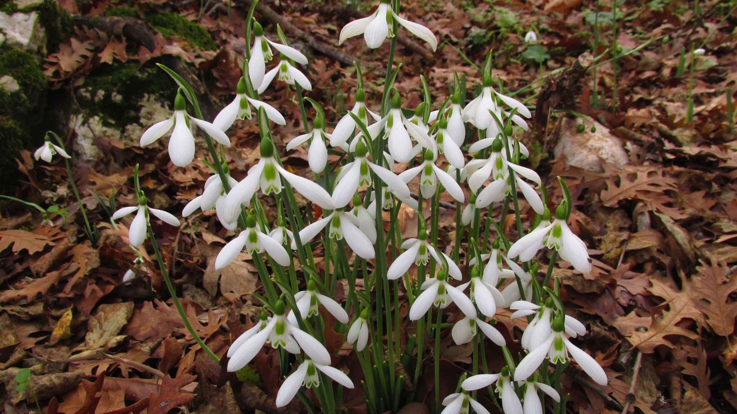 Galanthus bursanus was spotted on Facebook by a snowdrop expert.