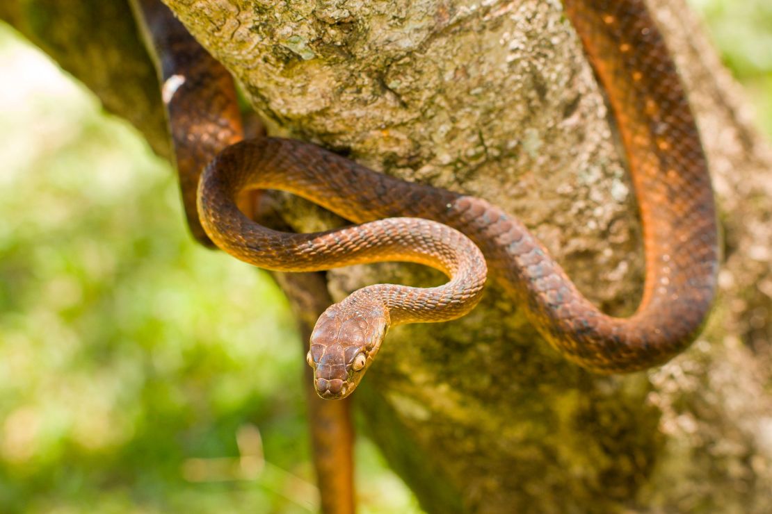 The brown tree snake is native to Australia, Indonesia, Papua New Guinea, the Solomon Islands and Melanesia -- but not Guam. 