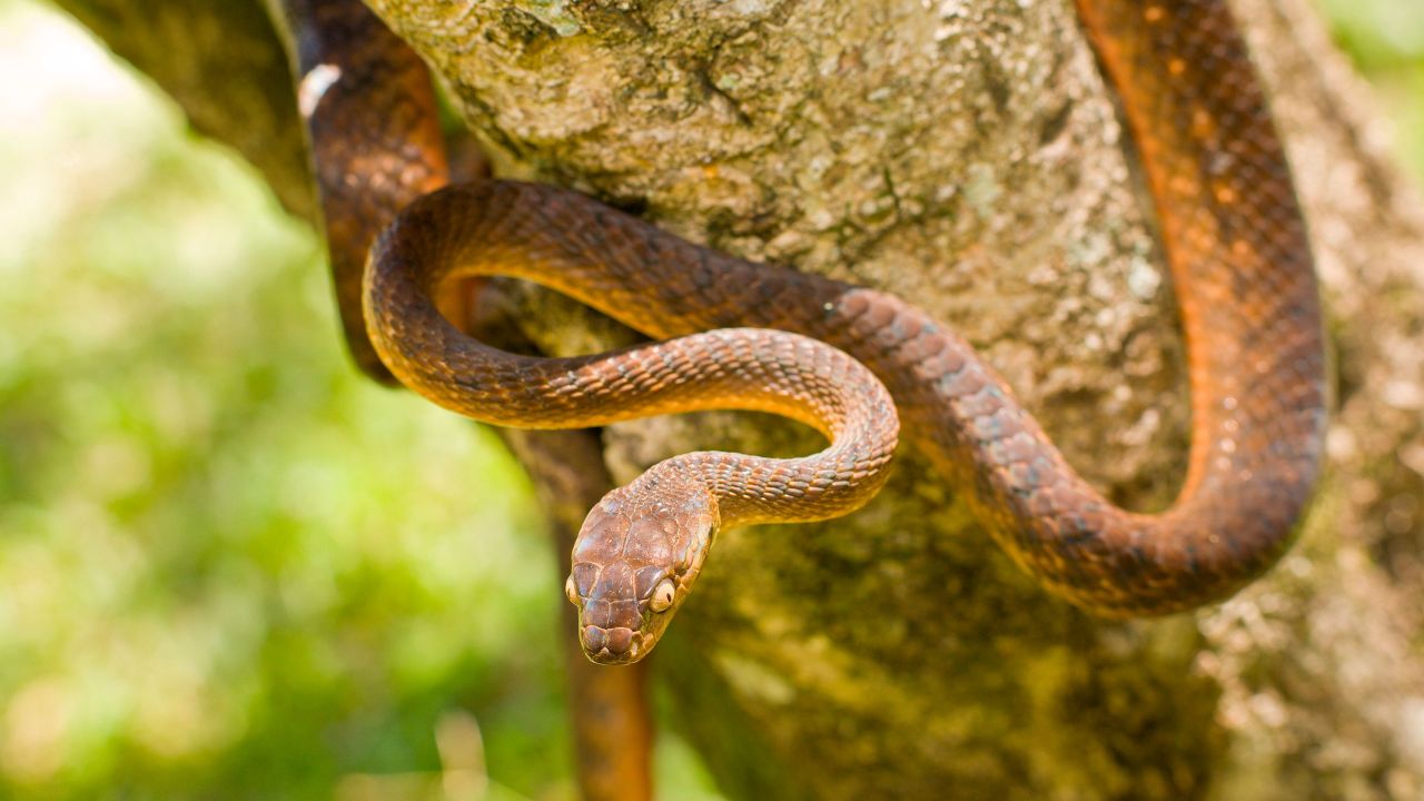 The brown tree snake is native to Australia, Indonesia, Papua New Guinea, the Solomon Islands and Melanesia -- but not Guam. 