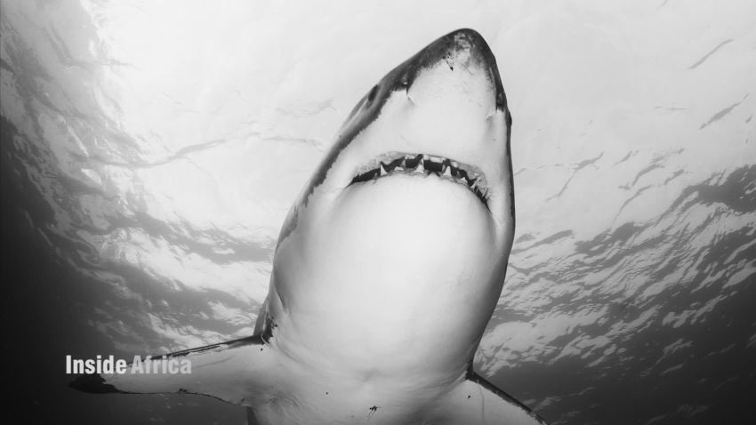 great white sharks South Africa Inside Africa _00035514.jpg