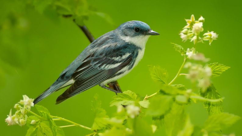The gorgeous, bright blue, Cerulean warbler, has had its conservation status moved from "vulnerable" to "near threatened." The tiny, insect-eating, songbirds migrate between their breeding grounds in eastern North America and their winter home in the Andes. Between 1970 and 2014, their populations <a href="index.php?page=&url=https%3A%2F%2Fwww.partnersinflight.org%2Fwp-content%2Fuploads%2F2016%2F07%2Fpif-continental-plan-final-spread-7-27-16.pdf" target="_blank" target="_blank">declined by 72%</a> due to mining, logging and agricultural expansion. However, their numbers have grown in recent years, thanks to reduced forest loss and replanting projects. <br />