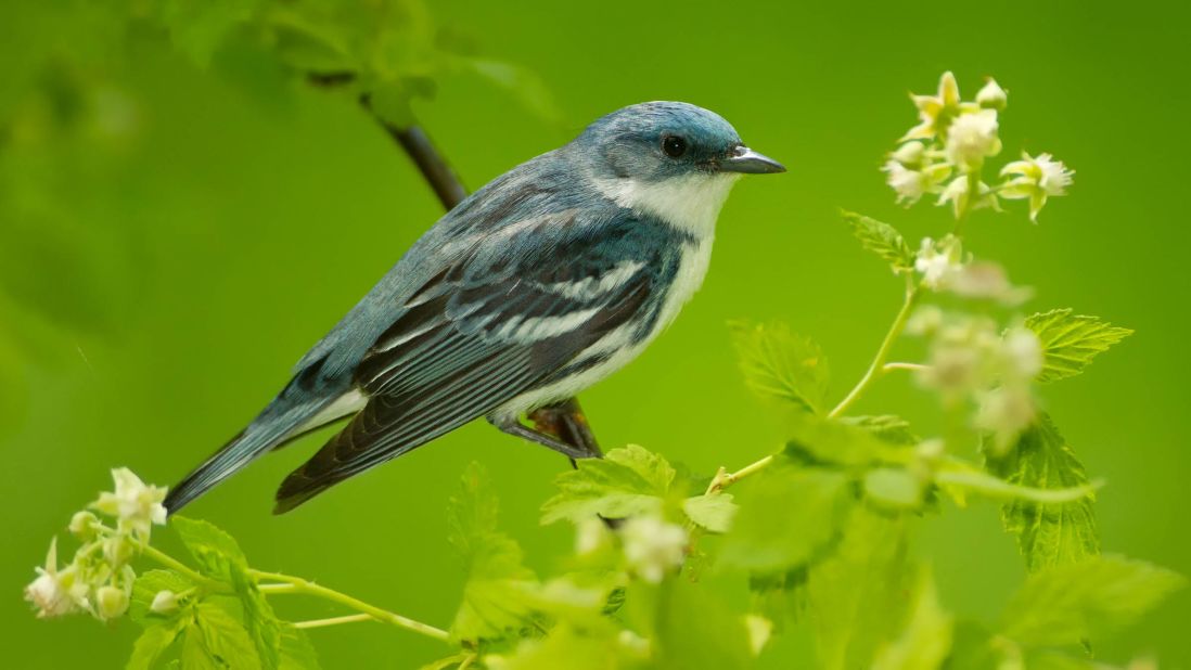 The gorgeous, bright blue, Cerulean warbler, has had its conservation status moved from "vulnerable" to "near threatened." The tiny, insect-eating, songbirds migrate between their breeding grounds in eastern North America and their winter home in the Andes. Between 1970 and 2014, their populations <a href="https://www.partnersinflight.org/wp-content/uploads/2016/07/pif-continental-plan-final-spread-7-27-16.pdf" target="_blank" target="_blank">declined by 72%</a> due to mining, logging and agricultural expansion. However, their numbers have grown in recent years, thanks to reduced forest loss and replanting projects. <br />