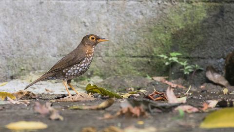 The Forest thrush is a shy bird that lives on Montserrat, Guadeloupe, Dominica and St. Lucia -- islands which make up part of the Lesser Antilles group in the Caribbean. Deforestation caused the birds' numbers to decline and massive volcanic eruptions that occurred on Montserrat<a href="http://datazone.birdlife.org/species/factsheet/Forest-Thrush?action=SpcHTMDetails.asp&sid=6343&m=0" target="_blank" target="_blank"> between 1995 and 1997</a> didn't help. However, the number of Forest thrushes has increased since then and this year, the bird's status was switched from "vulnerable" to "near threatened."
