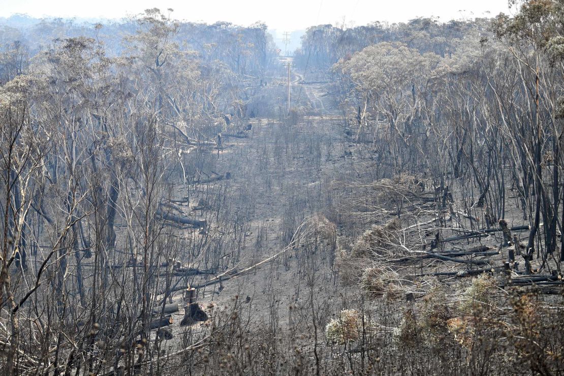 Burnt trees after a bushfire in the Blue Mountains, some 120 kilometres northwest of Sydney on December 18.