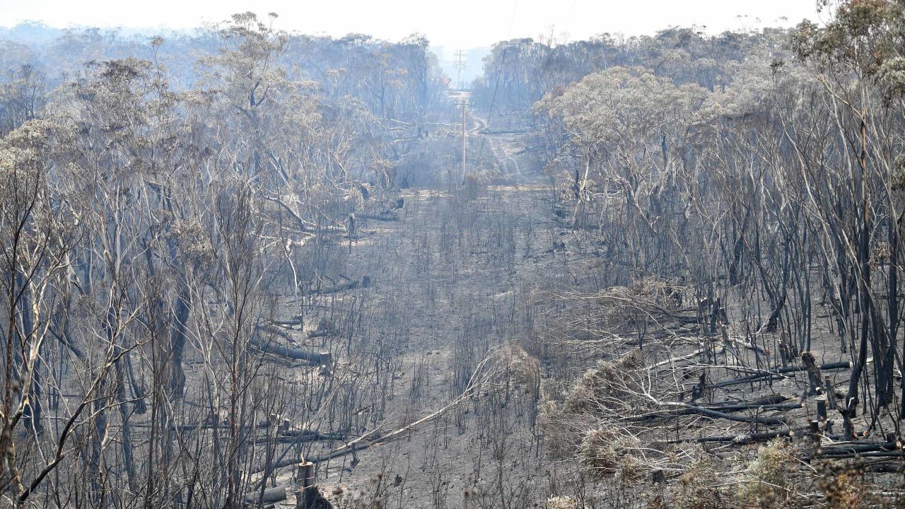 Burnt trees after a bushfire in the Blue Mountains, some 120 kilometres northwest of Sydney on December 18.