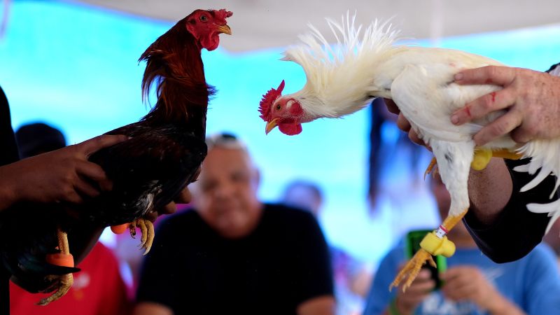 Puerto Rico Defies Us Cockfighting Ban Court Battle Likely Cnn