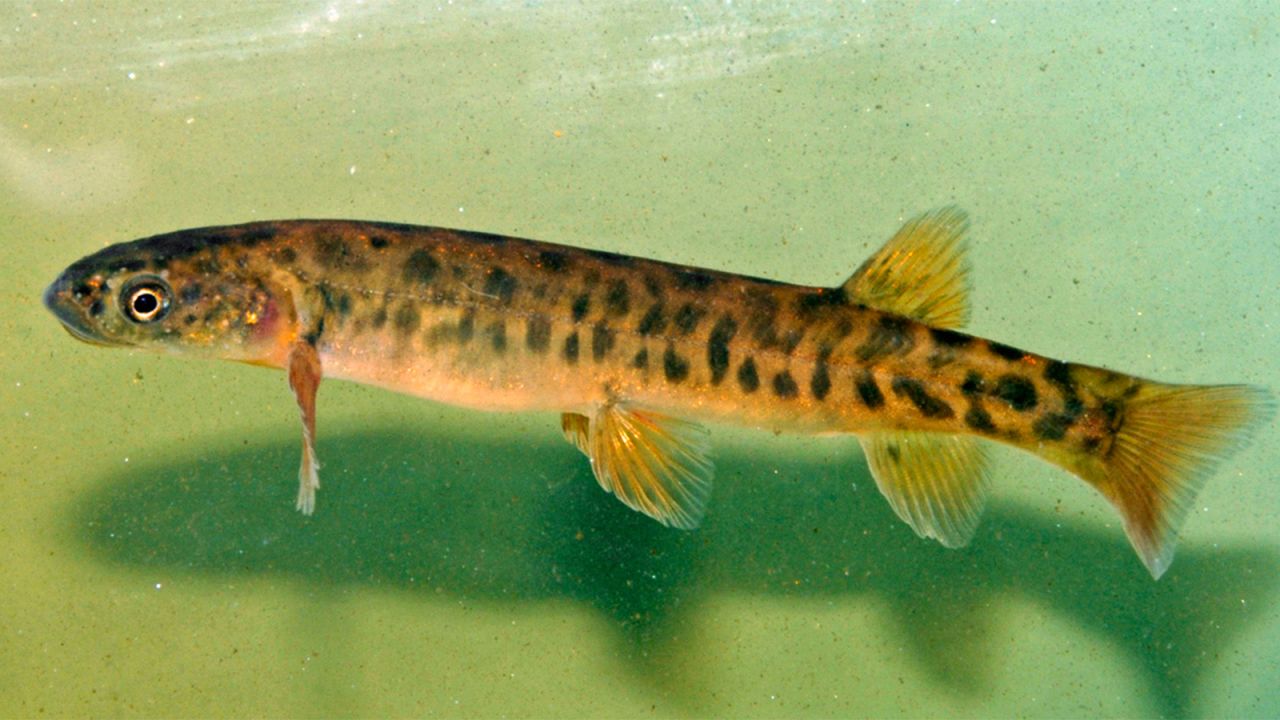 Australia's most endangered fish, the Pedder galaxias, was once found only in Tasmania's Pedder Lake. The fish were wiped out mainly because brown trout -- released to stock a recreational fishery -- ate them. Having been declared "extinct in the wild" in 2005, the fish now thrives in two Tasmanian lakes. It was "critically endangered" -- it's now "endangered."