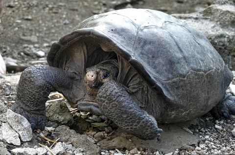 Some animals have been presumed extinct but then discovered alive and well. The last confirmed sighting of the Fernandina Island Galapagos tortoise had occurred over a century ago, in 1906. It was assumed that the  species had died out until this female tortoise, found on the Ecuadorian island in February 2019, proved it still exists. 