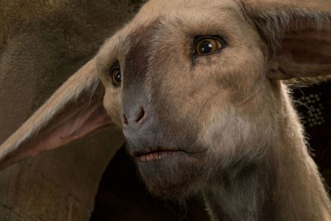 The fathiers are 14-foot tall, horse-like creatures with the face and movements of a lion. Although they're mainly CGI in the film, a puppet was used for close up shots to convey vulnerability and emotion.