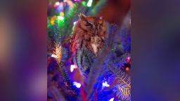 01 Christmas tree owl